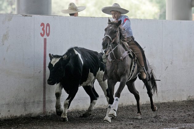 Los charros queretanos Bravos de Azuela lideran a los equipos Dientes de Leche con 325 unidades