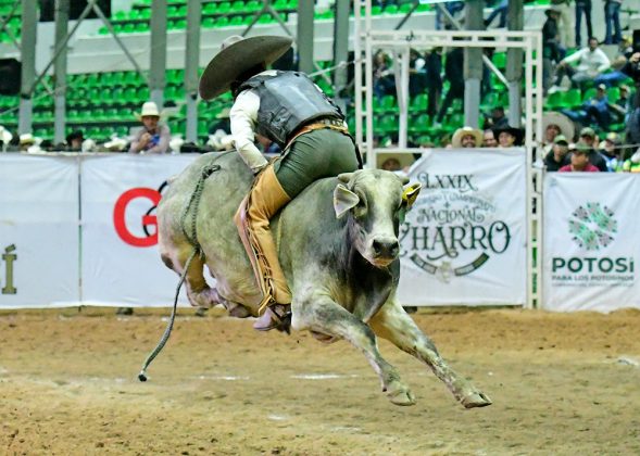 Emocionante la jineteada de toro que ejecutó Edwin Ricardo Martínez Vela cara atrás, cobrando 17 unidades para su equipo, Ganadería Tello