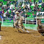 Pedregal de Santa Rosa estuvo cerca de rebasar la línea de las tres centenas de unidades