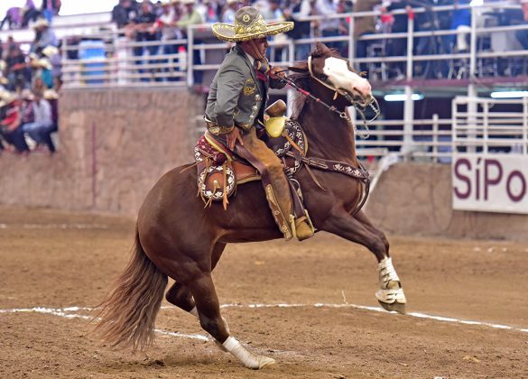 Víctor Manuel Osornio Victoria ejecutando un medio lado durante la cala de caballo de Rancho El Secreto "Tequila Campo Azul"
