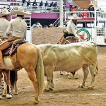 Humberto Rivera González rematando precioso pial en el ruedo de 36 unidades para los Tamaulipecos