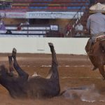 Alejandro Morales Palacio abanicando este toro en su primera pasada de colas por Valle Redondo