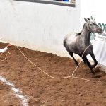 Joaquín Alejo Valenzuela consiguió el subcampeonato nacional de charros completos