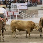 Juan Pablo Franco rematando un pial en el ruedo durante la terna de los Charros de La Laguna "A"