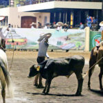 Los Bravos de Azuela consumando la terna en el ruedo