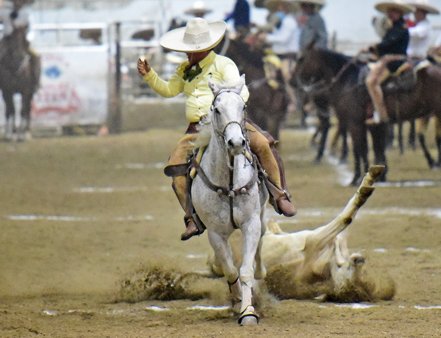 Edesio Camacho Rojo, PUA de Sinaloa, abanicando a este toro en su primera oportunidad del coleadero