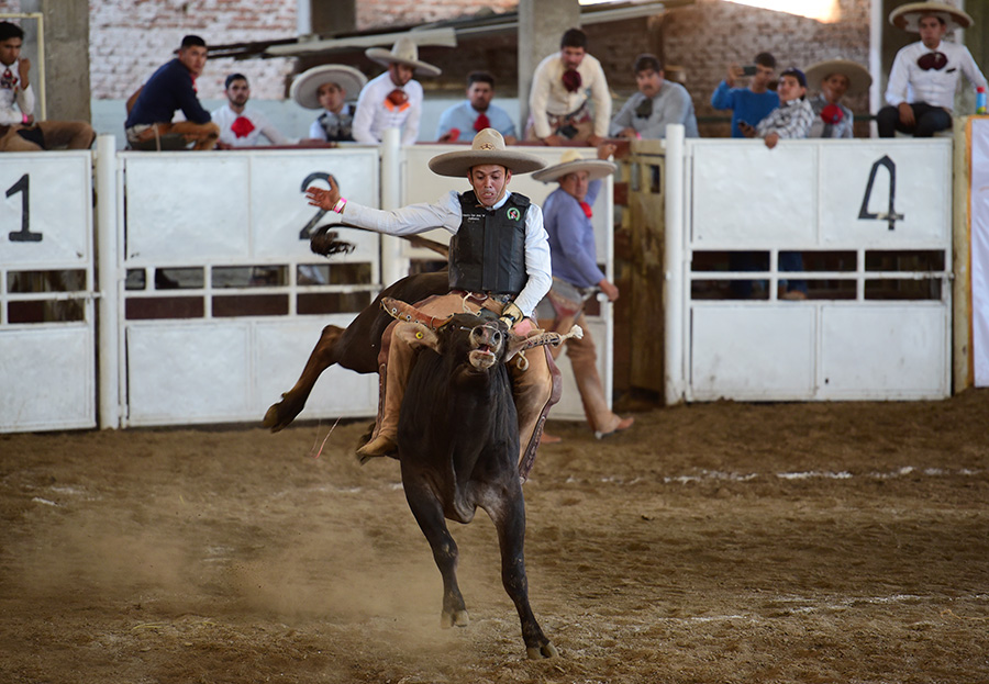 Fuertes reparos de este toro aguantó Fernando Centeno Padilla, jinete de Rancho San José "B"