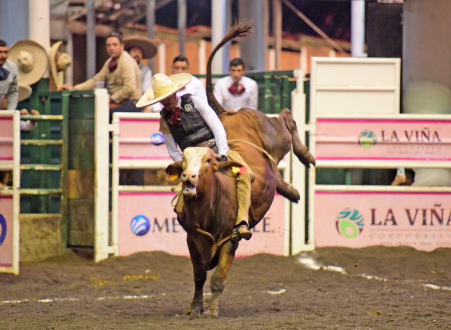 Efectiva la monta de toro de Carlos Flores para El Trébol 3G de Hidalgo
